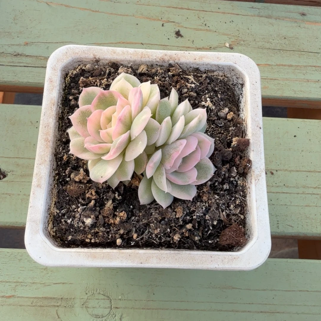 琪***妈绿体昂锦上园艺一物一拍