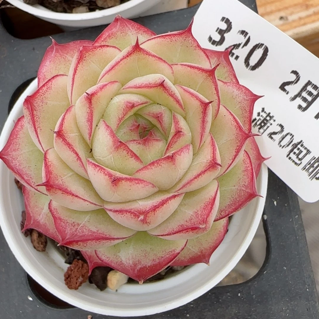 橙**贝花语逸镜0215-320