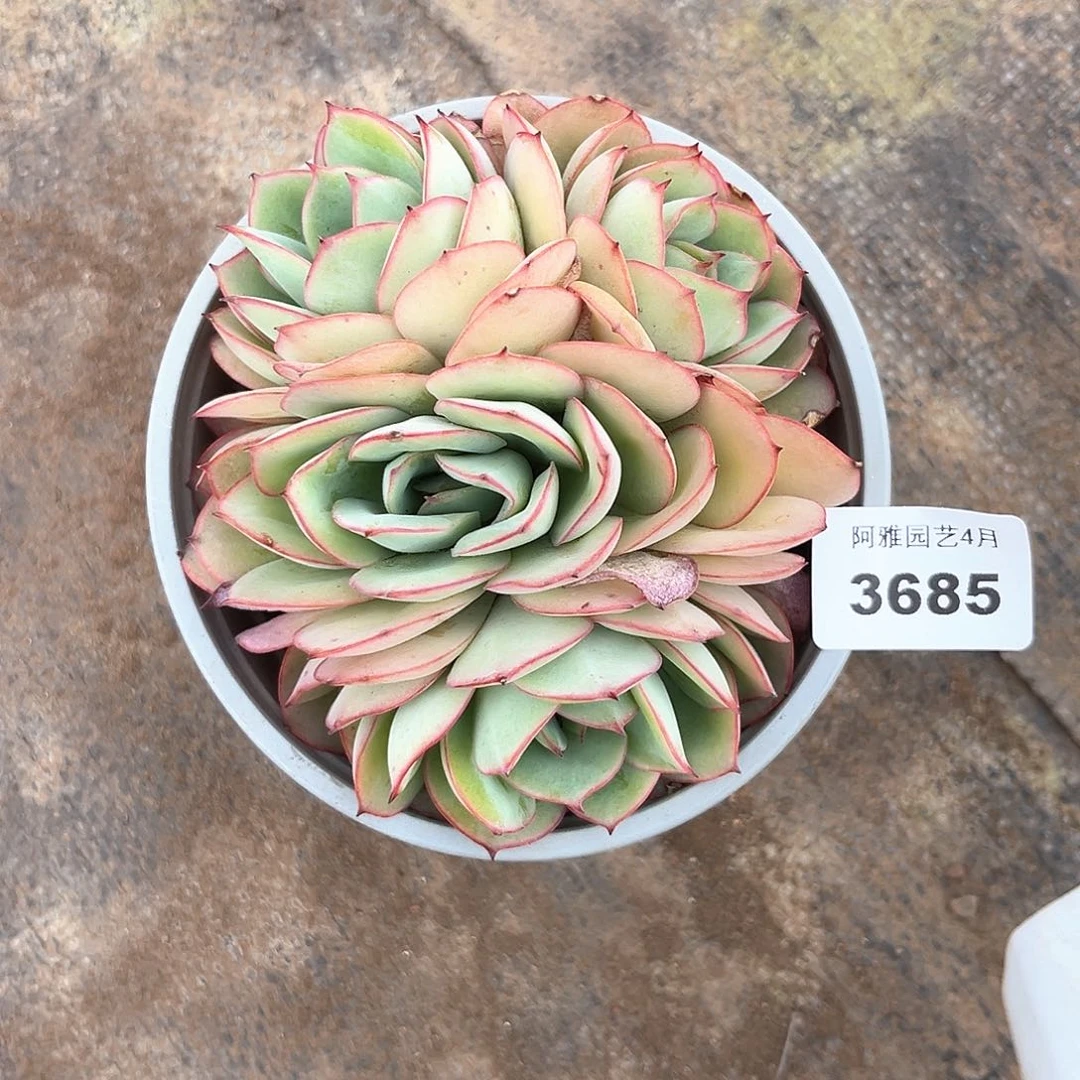 阿雅园艺。   3685