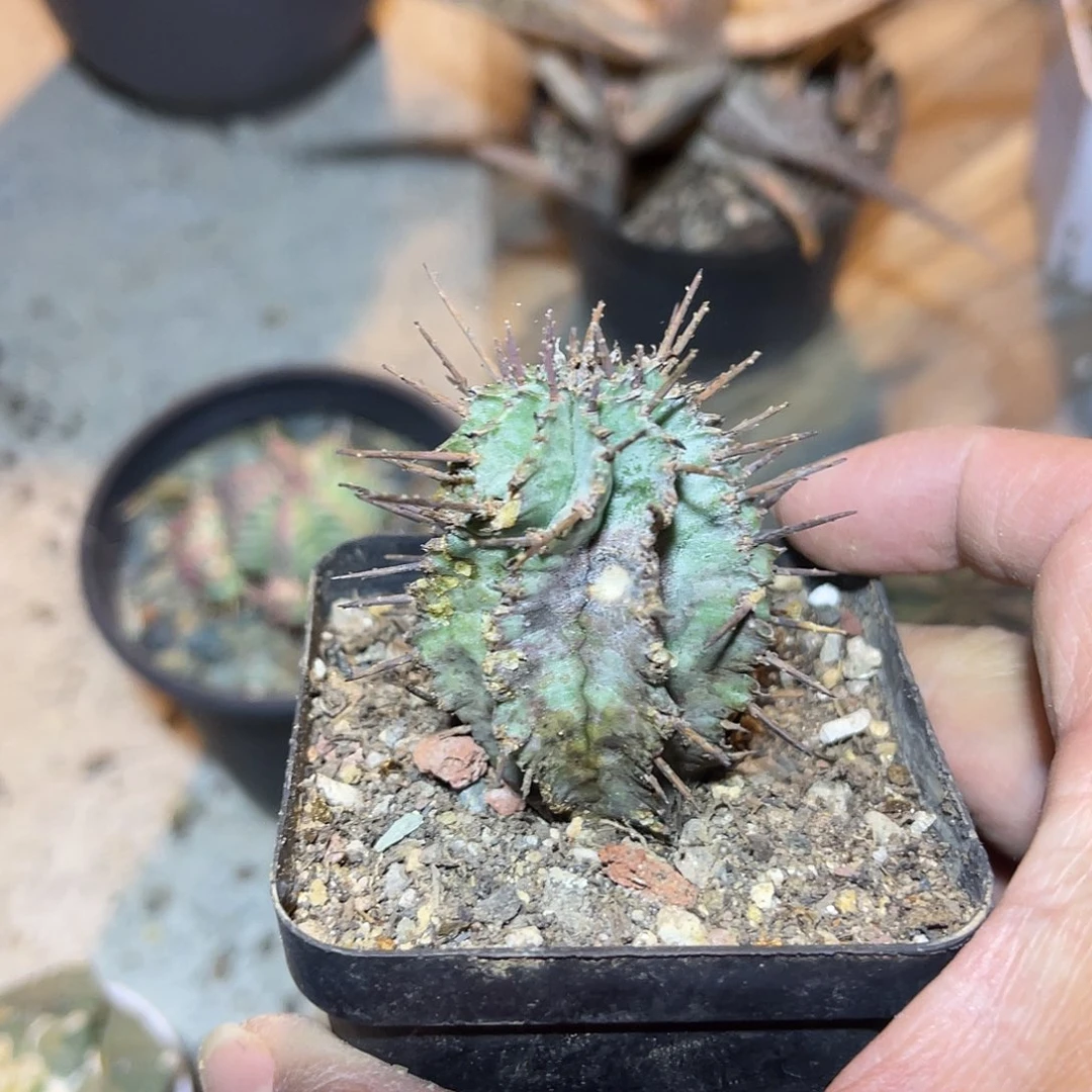 白衣魁伟玉有瑕疵
