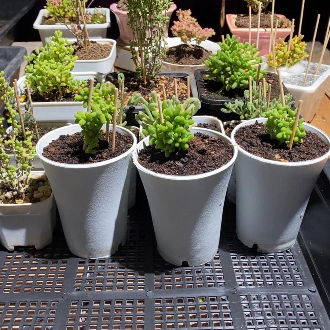 枝干番杏多肉植物235