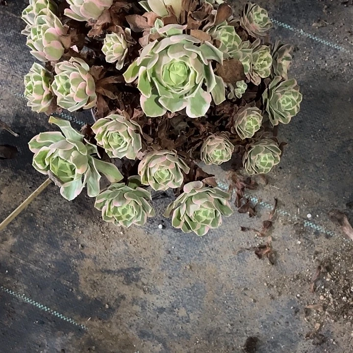 多肉植物寄养发货锦……