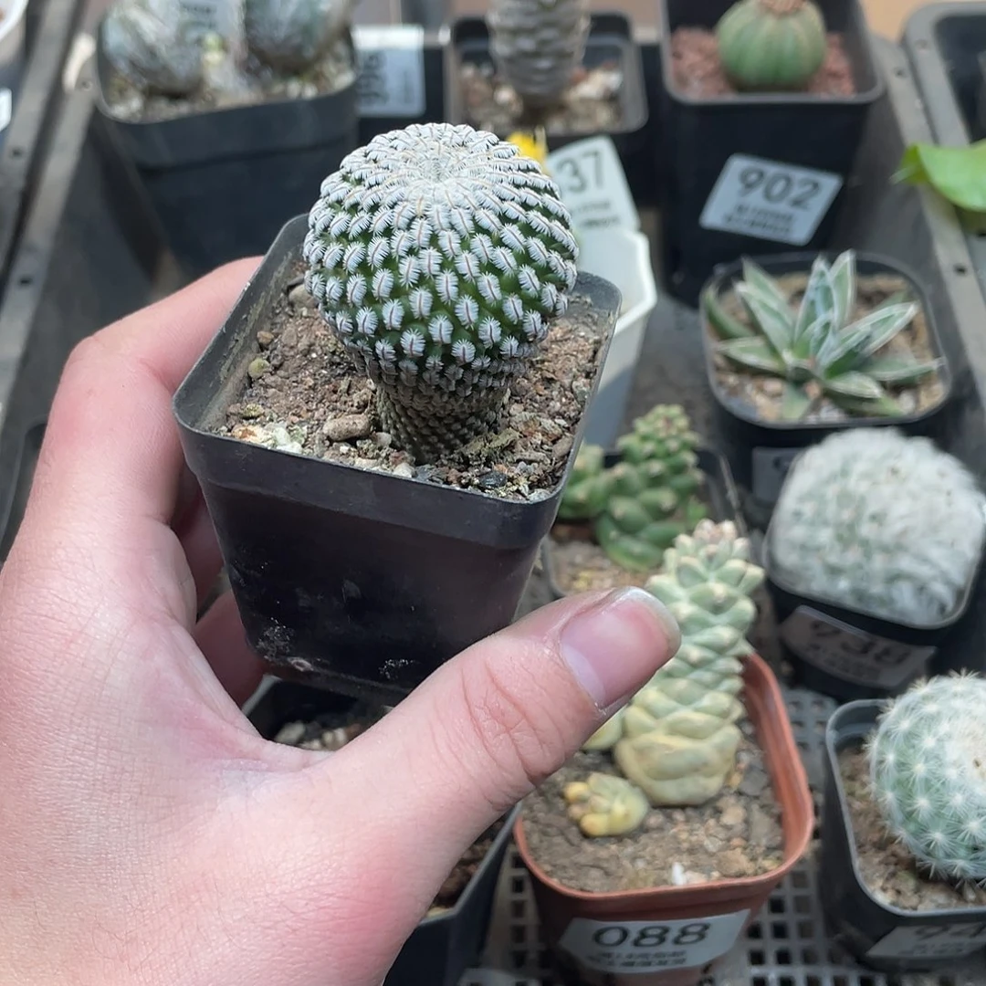 833白蝎子（满18包邮）