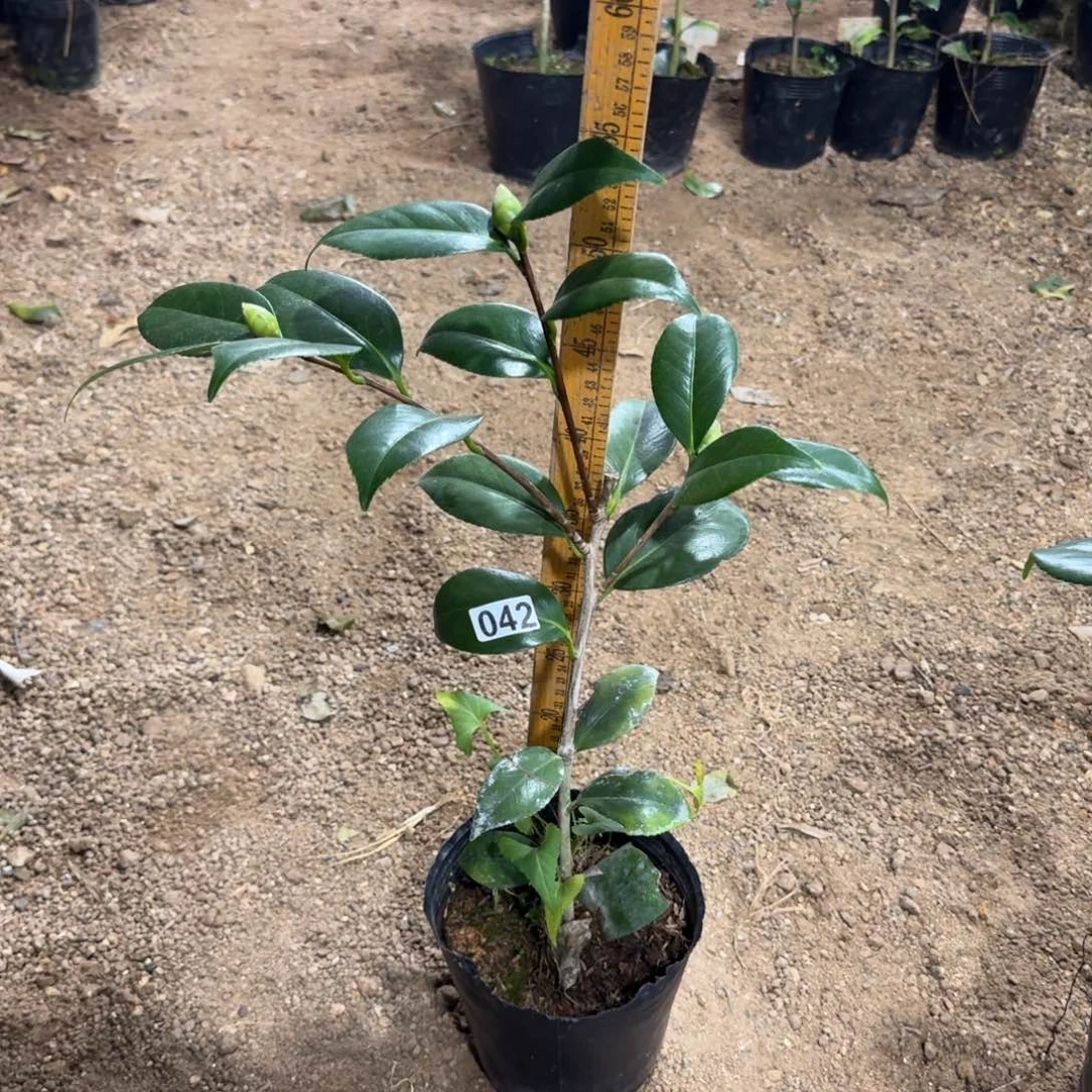 少量花朵（建议范围：2朵-5朵 或40%以下）042戴氏