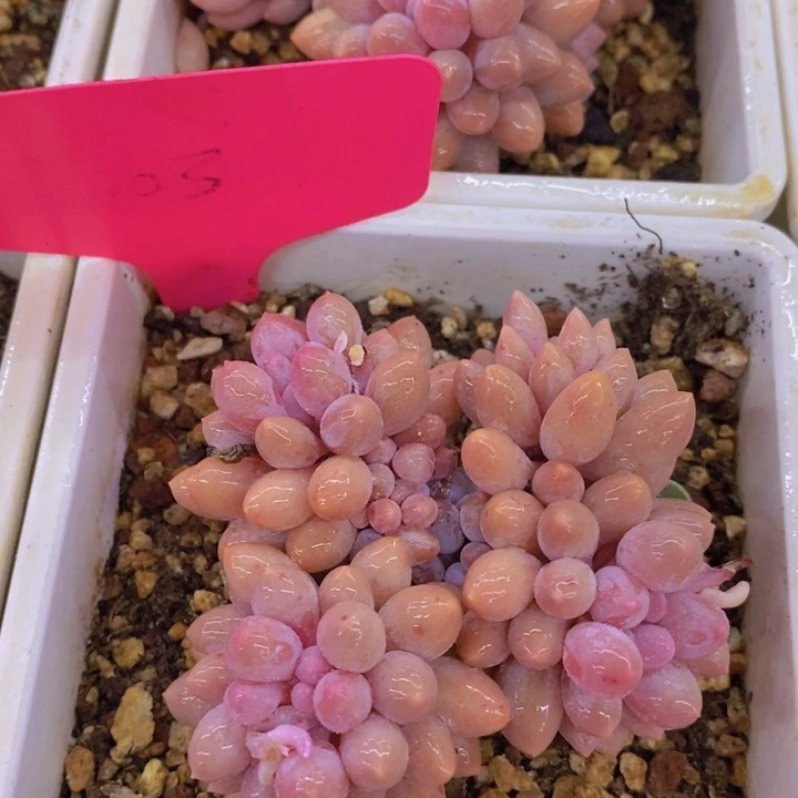 多肉植物，一物一拍直播间