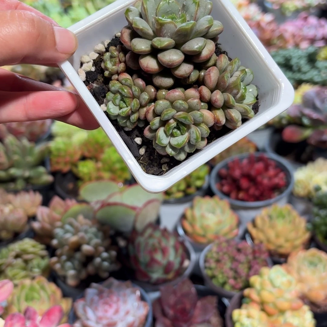 葡萄多肉整群9㎝白方