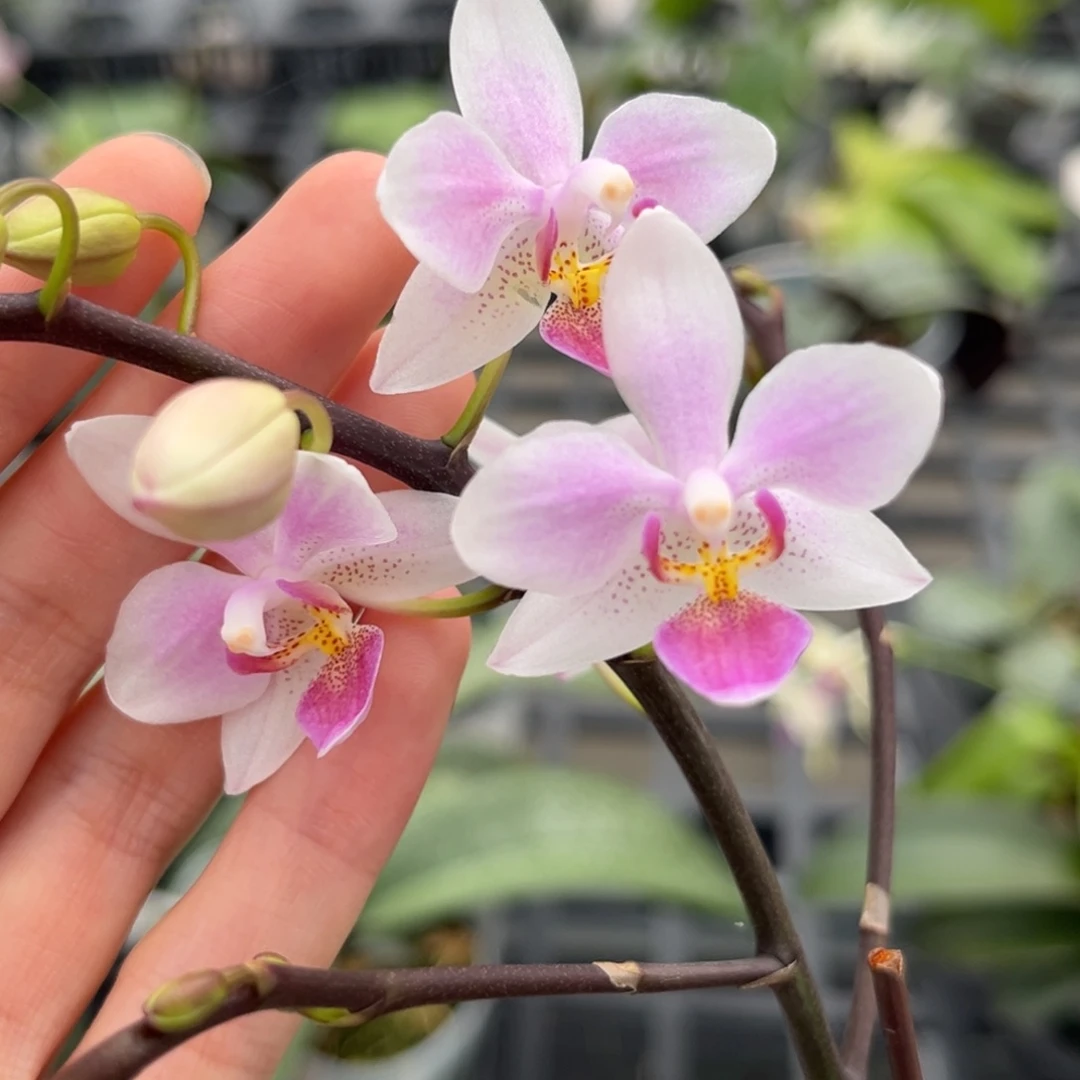 完全开放4寸yc13开花株