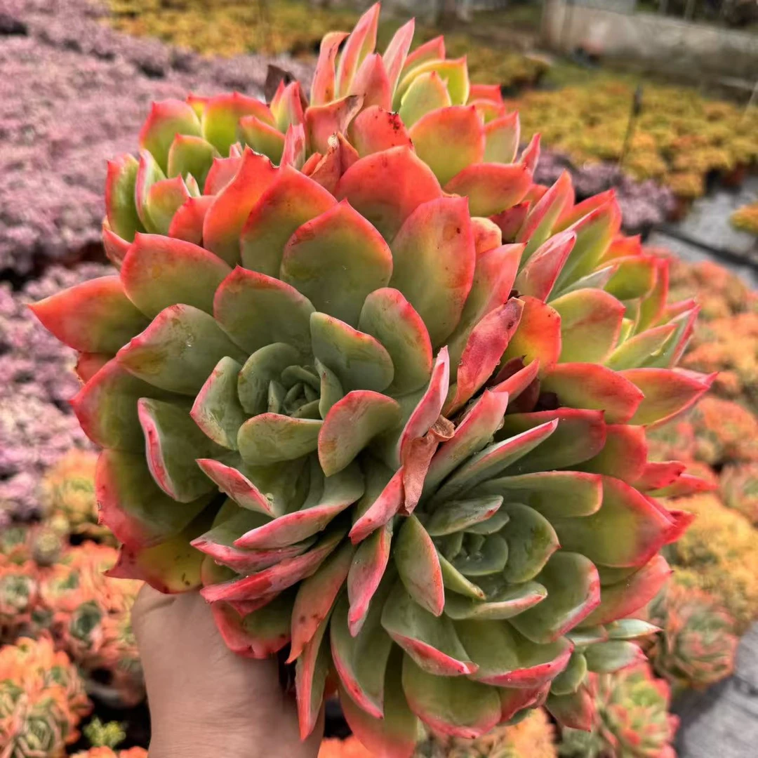 云漫多肉 HZ绮罗 群生35-40㎝多肉植物