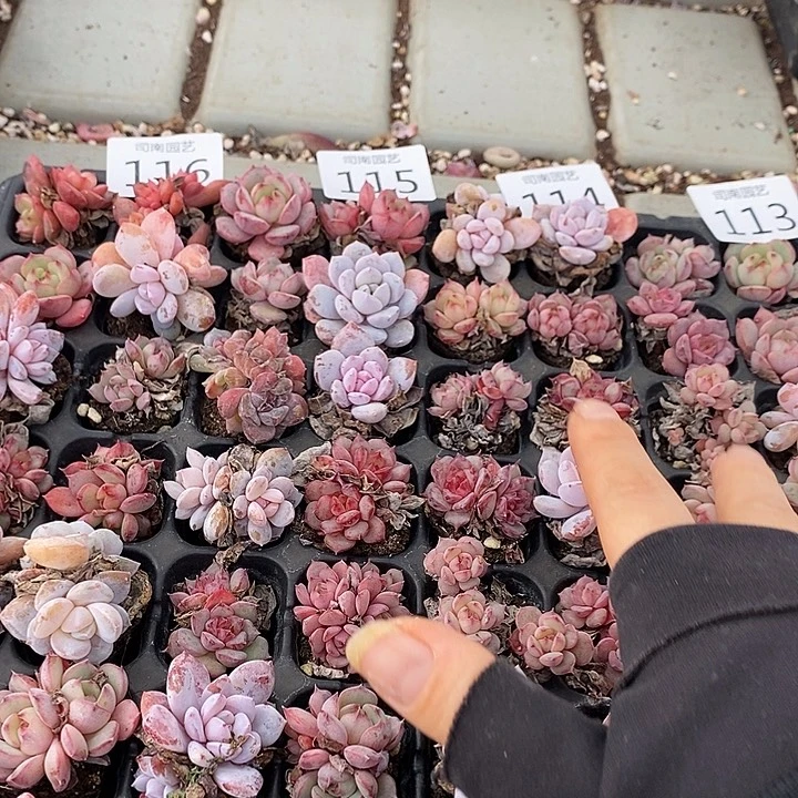 116 多肉植物盆栽花卉