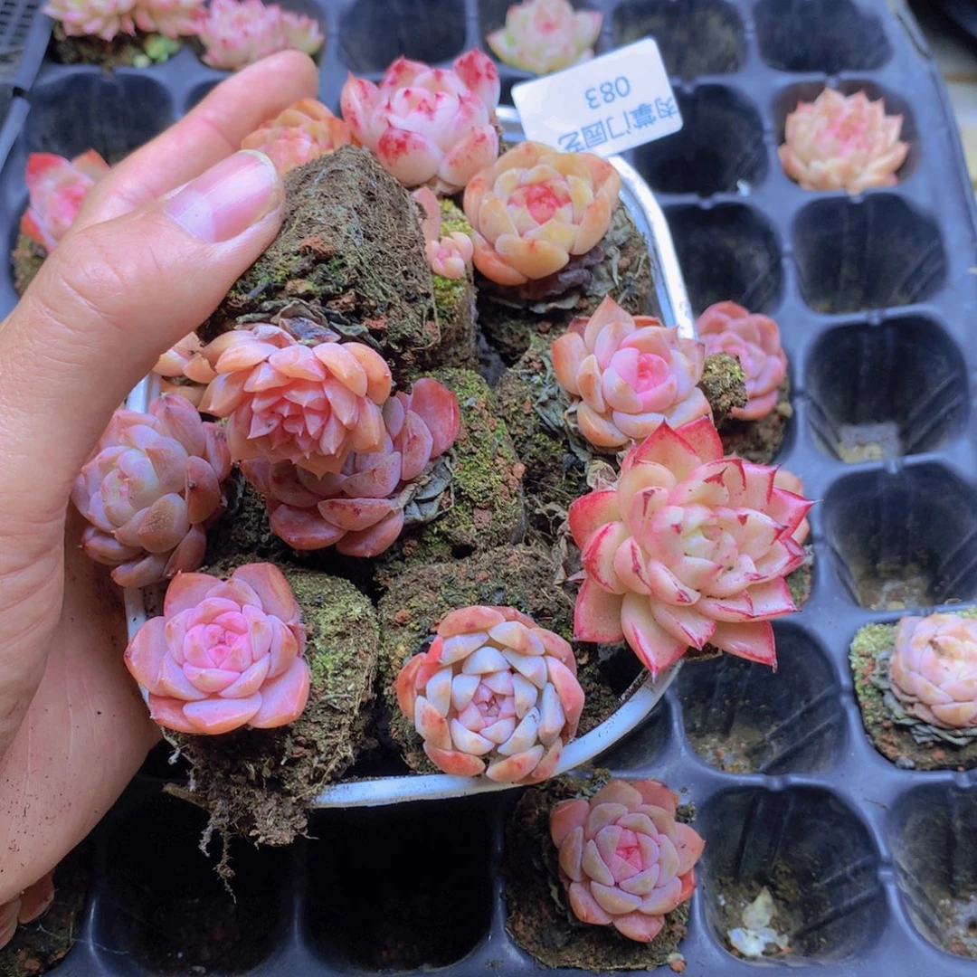 我要去看你了啊083