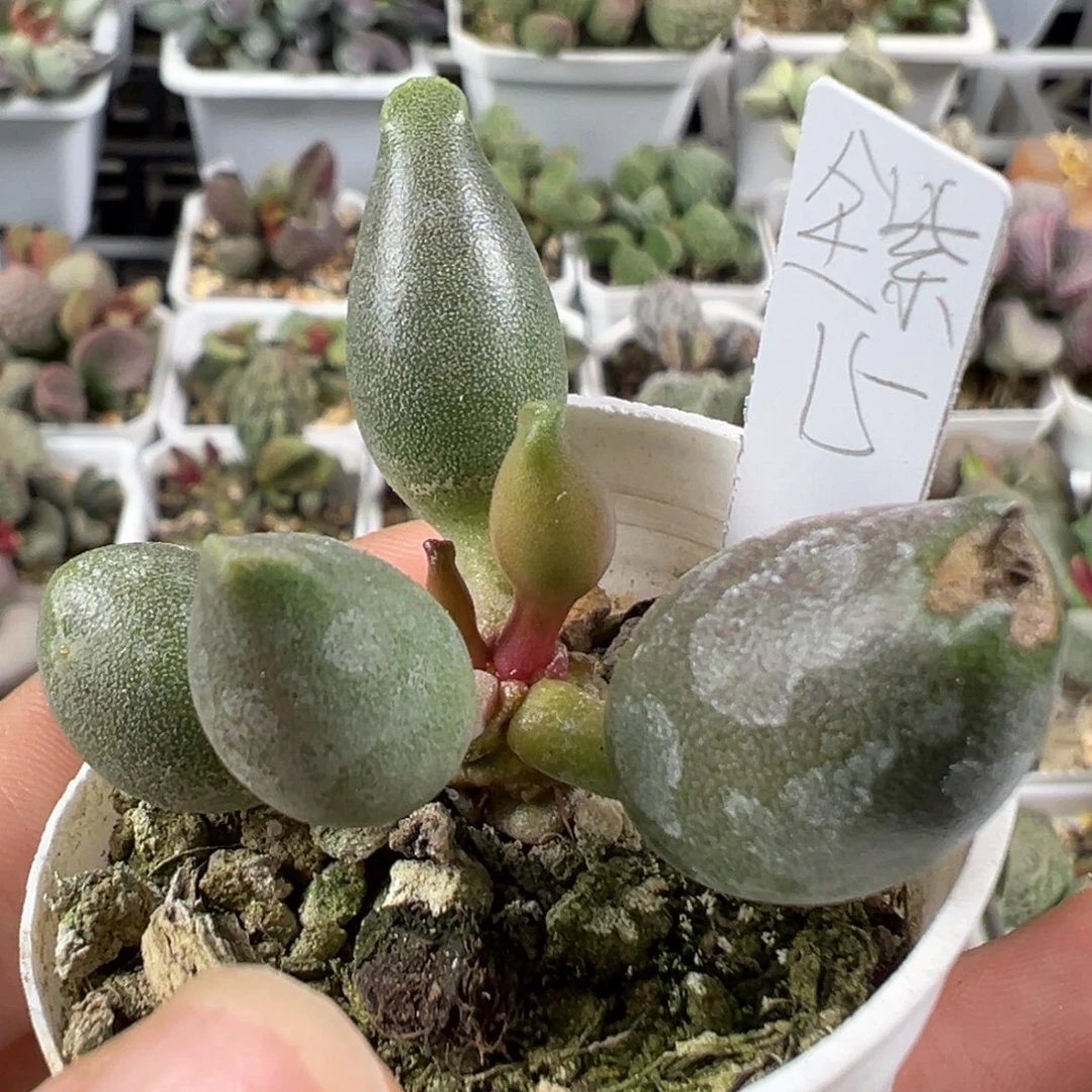 w全紫海豹多肉植物水泡有干疤特价