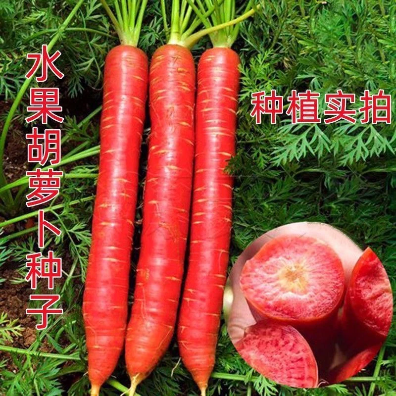 【新种上市】水果胡萝卜种子生吃甜脆透心红胡萝卜种子萝卜种子菜籽