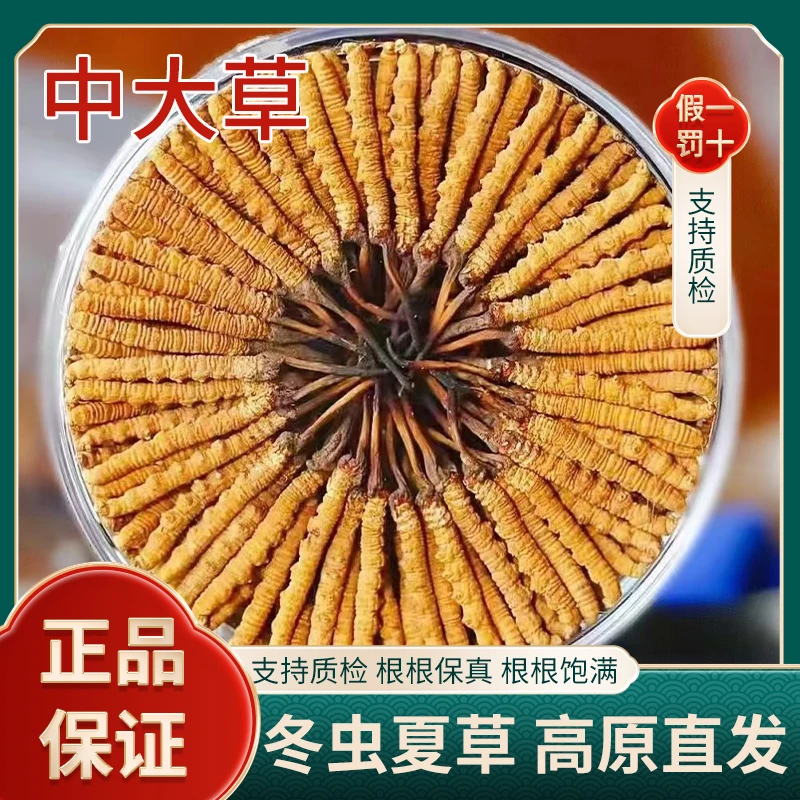 【真虫草】头期高品质干冬虫夏草正宗冬虫夏草雪山草