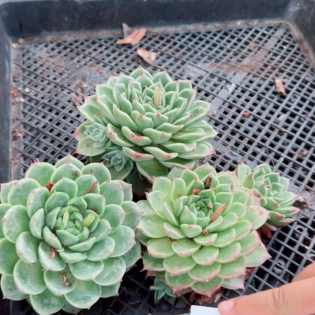 大麦秆三颗量拍15-59