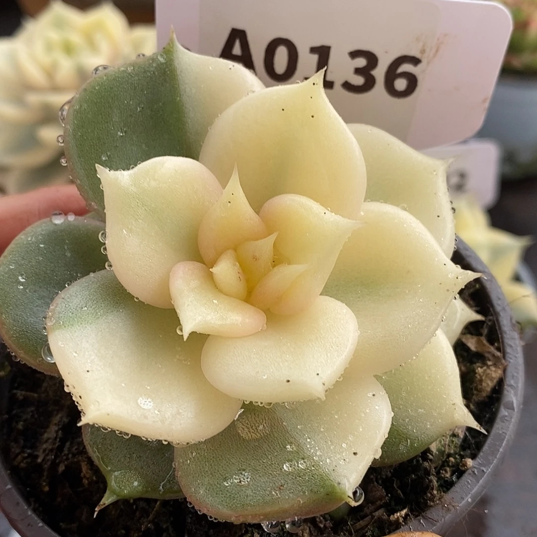 136贝加尔湖无心哈哈哈哈哈