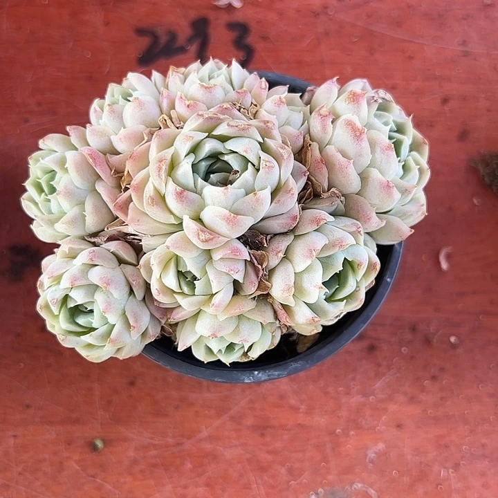白月影群生多肉植物