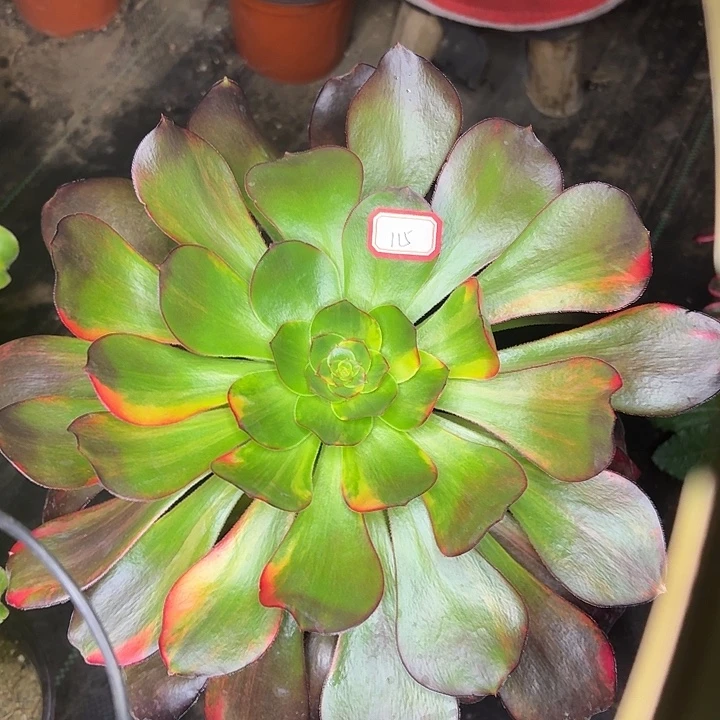 巫毒七彩单头115多肉植物