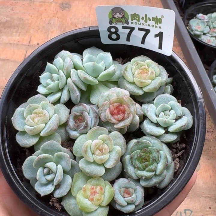 多肉植物多肉植物