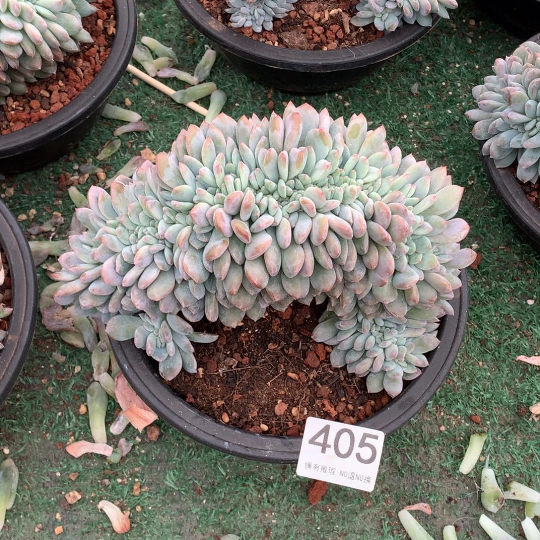 405橙子缀化多肉植物