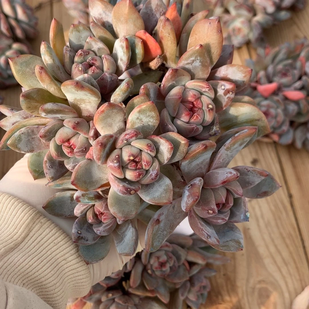 ?*七突尼斯发货多肉补差