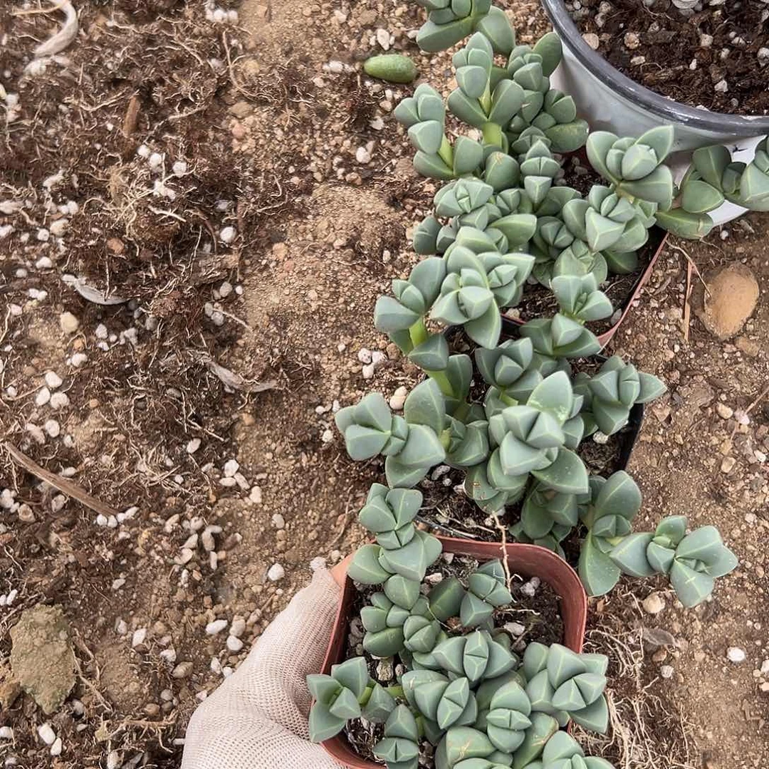 DVD呃呃呃呃呃呃呃呃呃呃呃呃呃