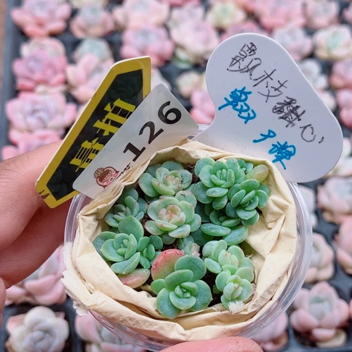 多肉植物多肉植物