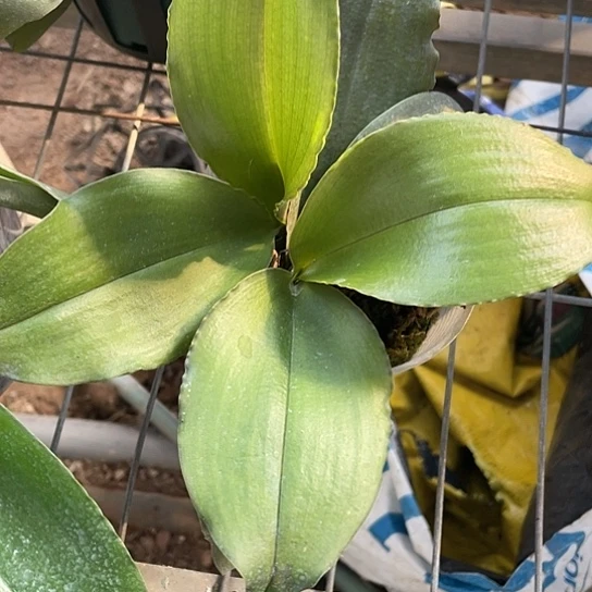 爱***丁当前无花朵，栽培后可花朵香妃3.5双无花叶损根系生长中