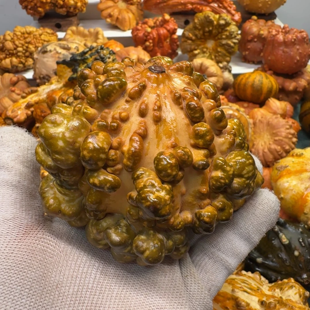 伊***麻墨西哥七彩葫芦瑕疵不退换