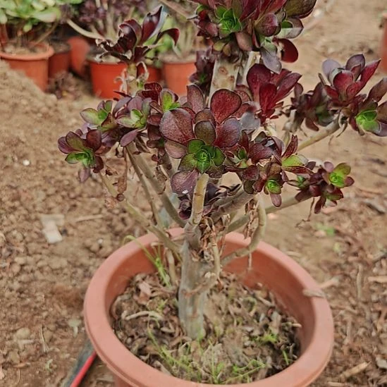 巫毒法师加急发货27