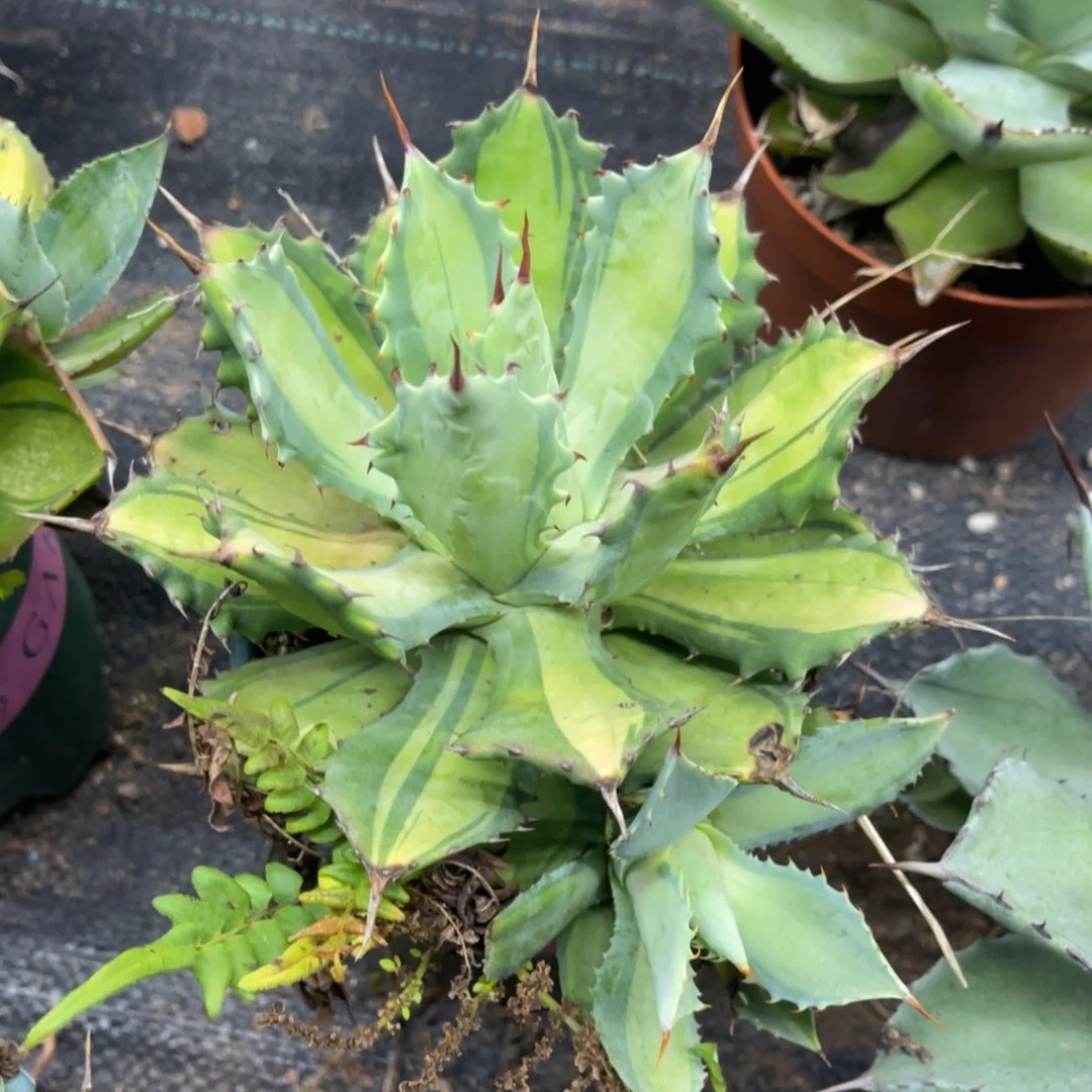 雷神乳白中斑带侧芽