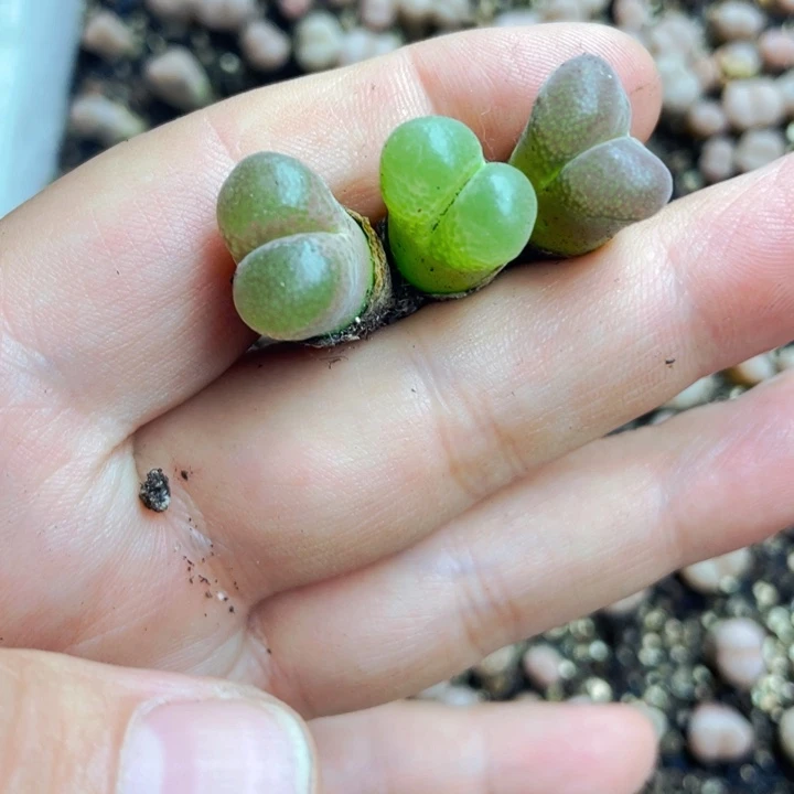 649帕法德风铃三颗