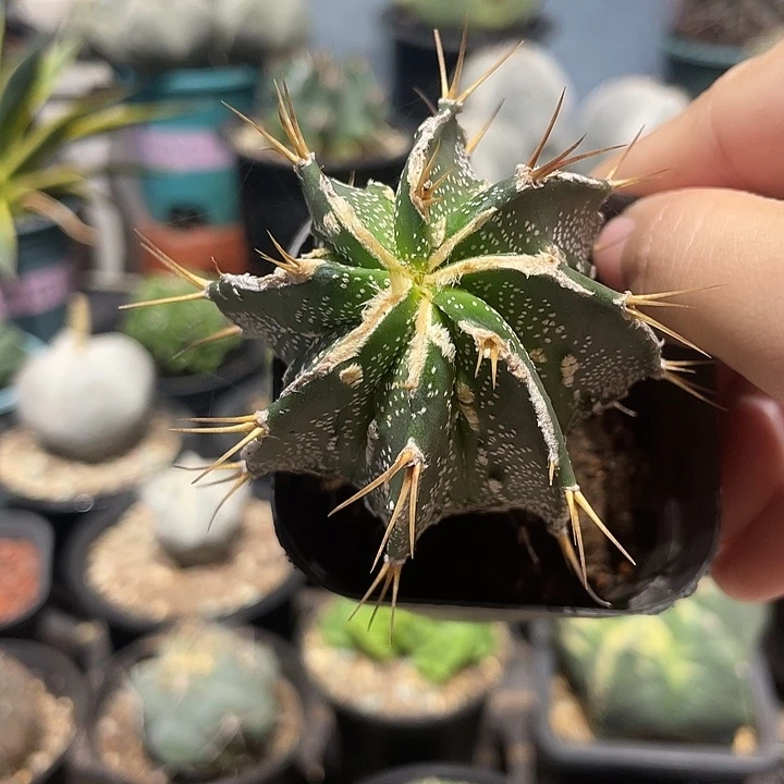 实生核桃帮弱仙人球