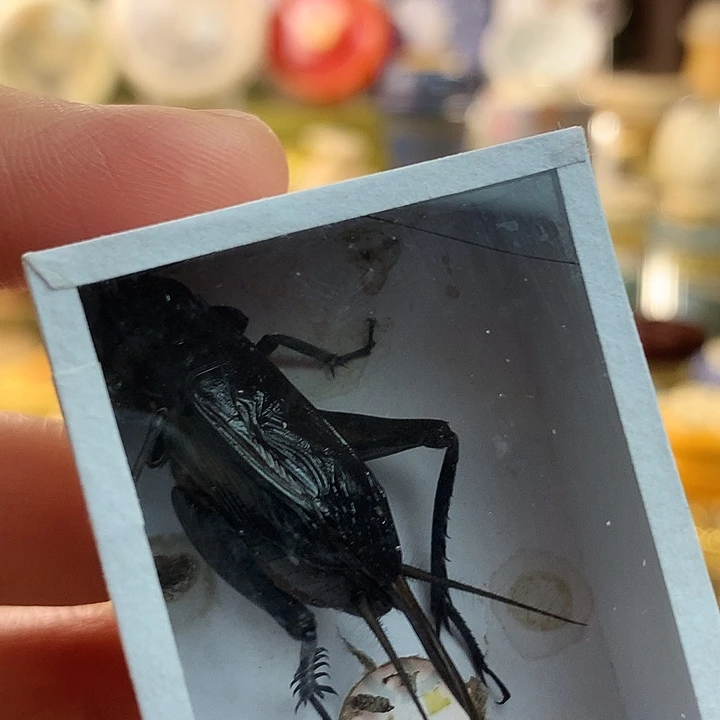 四只黑虫啊啊啊啊啊