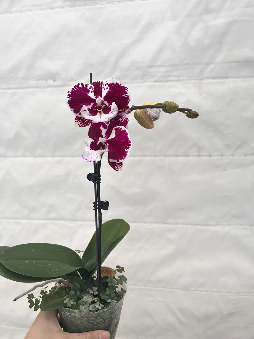 云鹏蝴蝶兰（卡布奇诺）带花苞发货