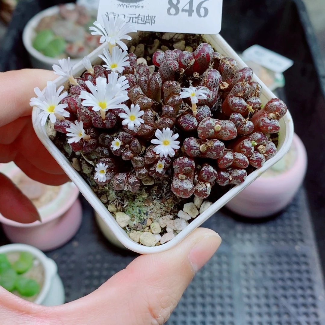 生石花花花花花846