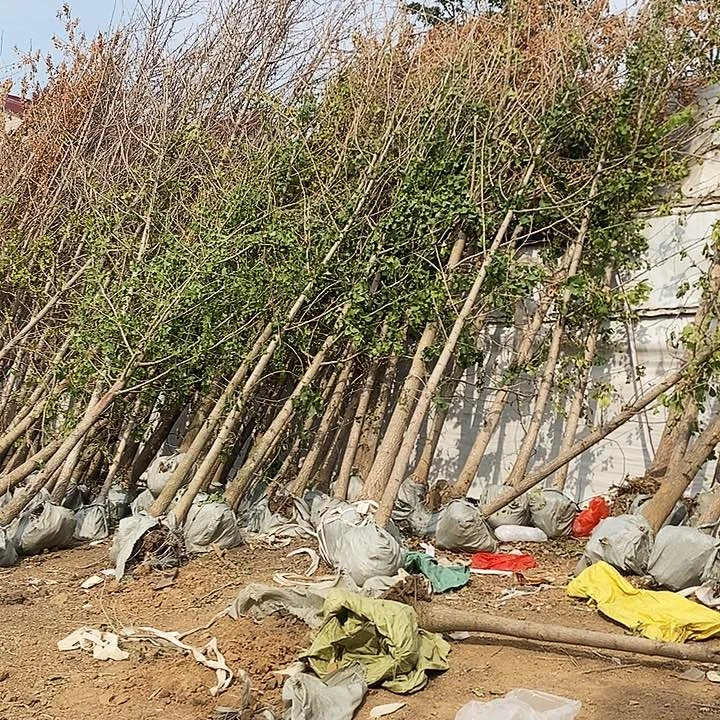 不开花植物我**果