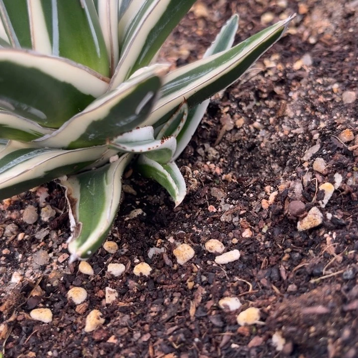 胜*冰山侧芽龙舌兰