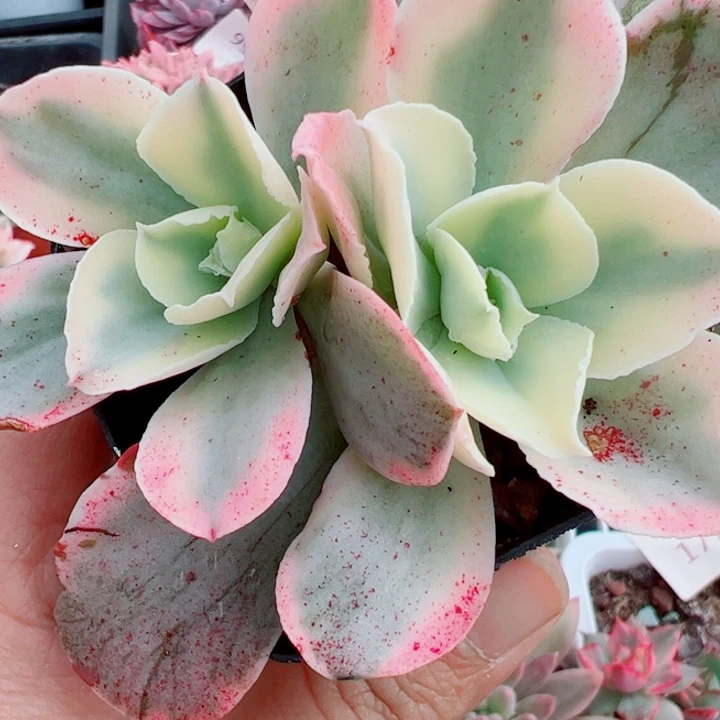 月亮和锦多肉植物1392