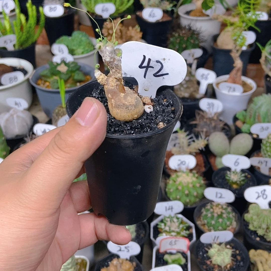 恩特美厚敦菊一个