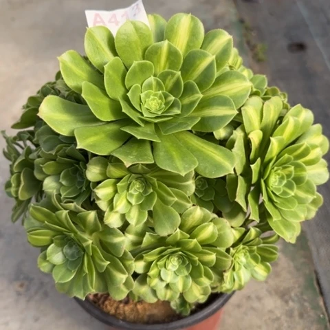 413翡翠琉璃多肉20厘米左右