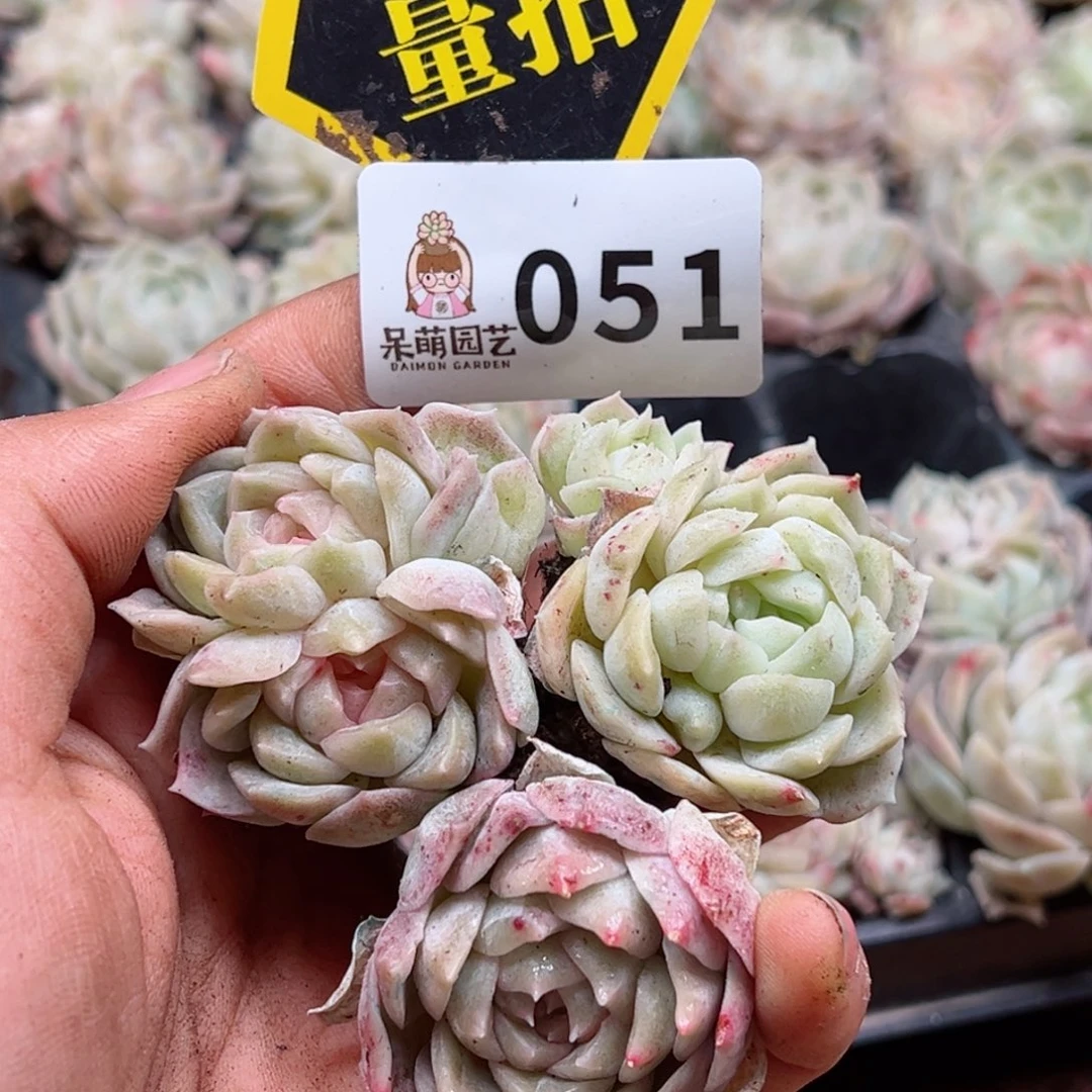 多肉植物多肉植物