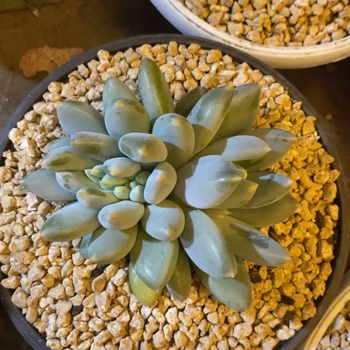 麦****888888888888888888