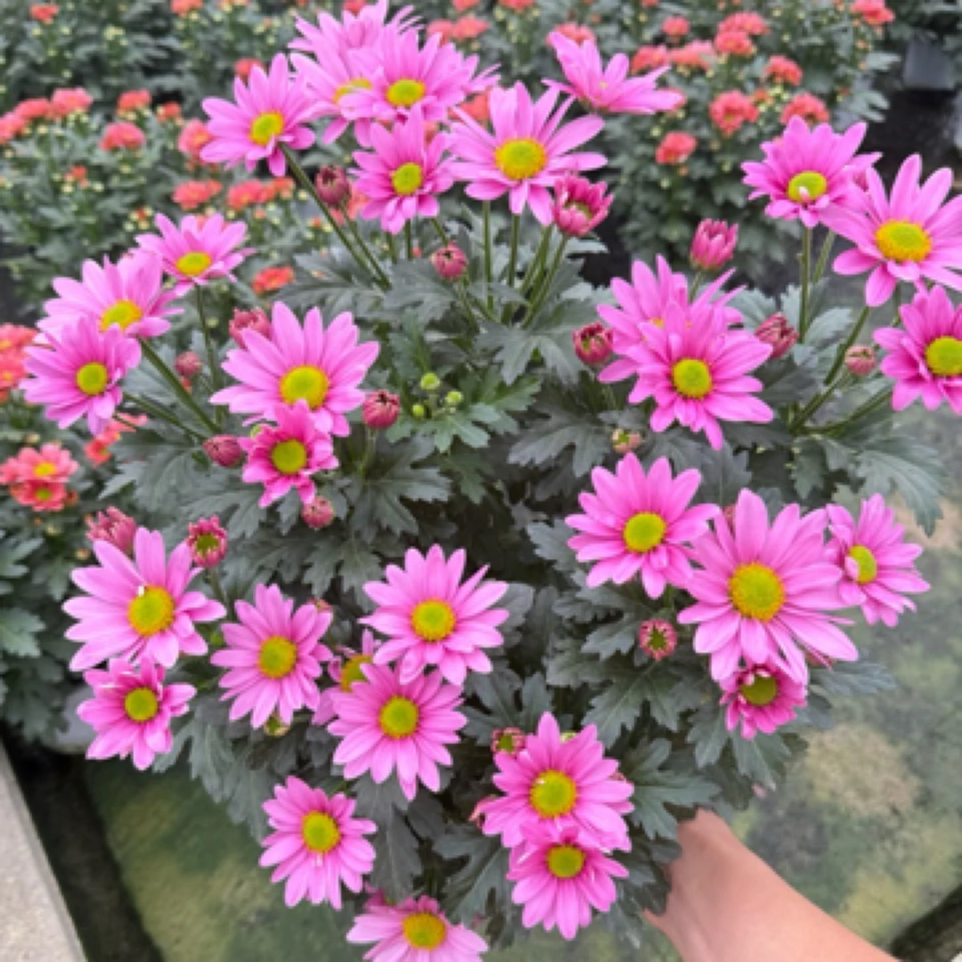 [粉樱花]盆栽四季开带花苞发阳台庭院好养绿植观花多年生耐寒耐热