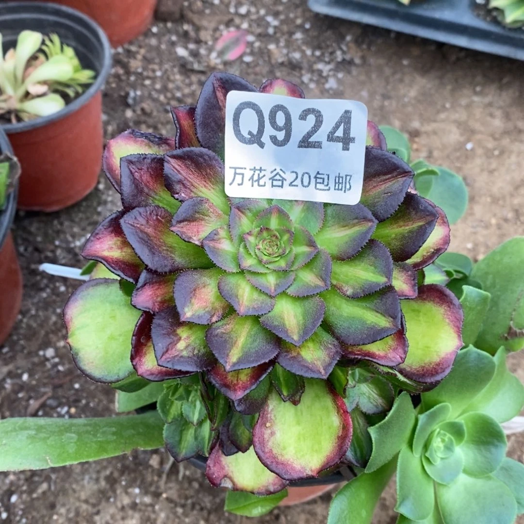 924海王七彩多肉植物
