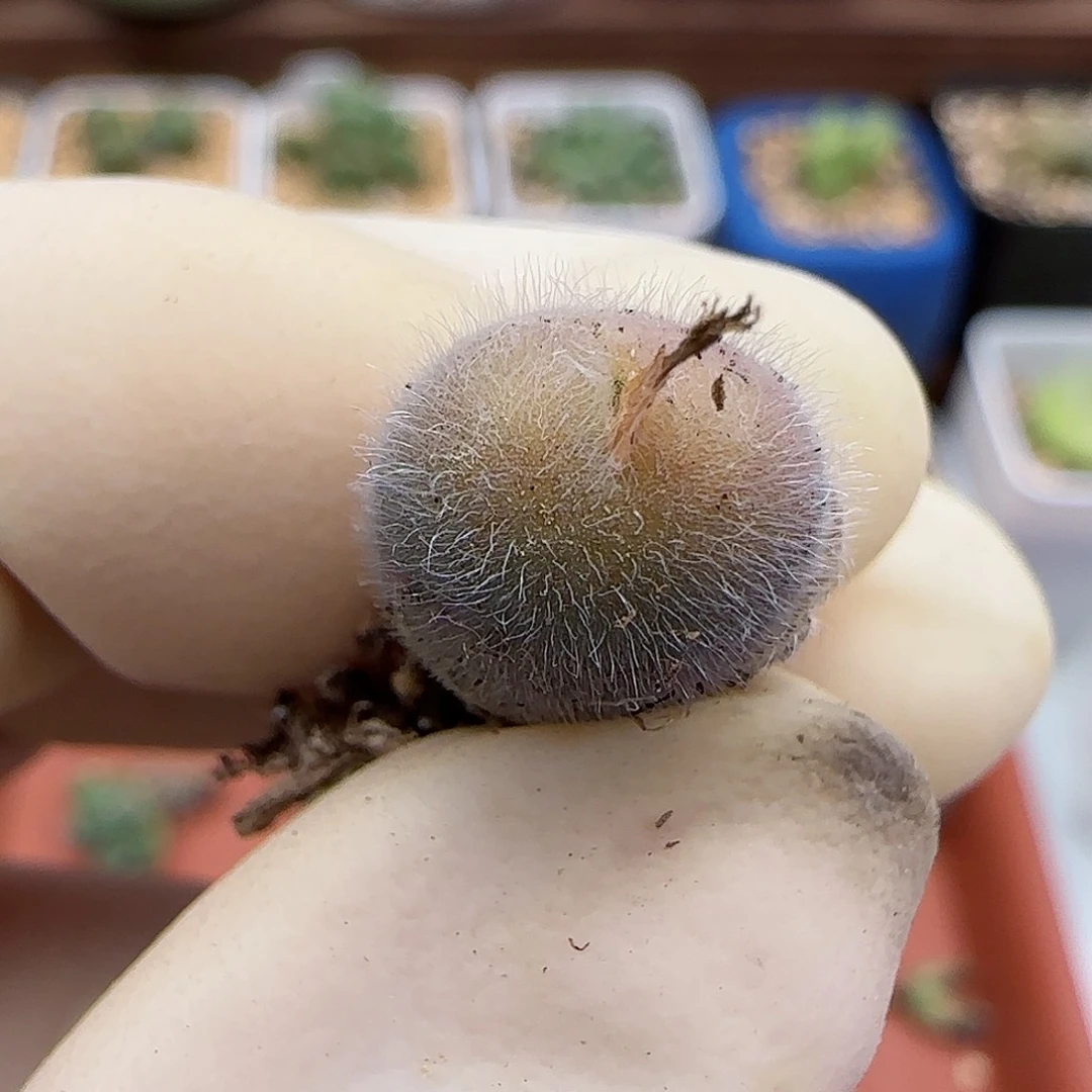 696大型紫毛球优选