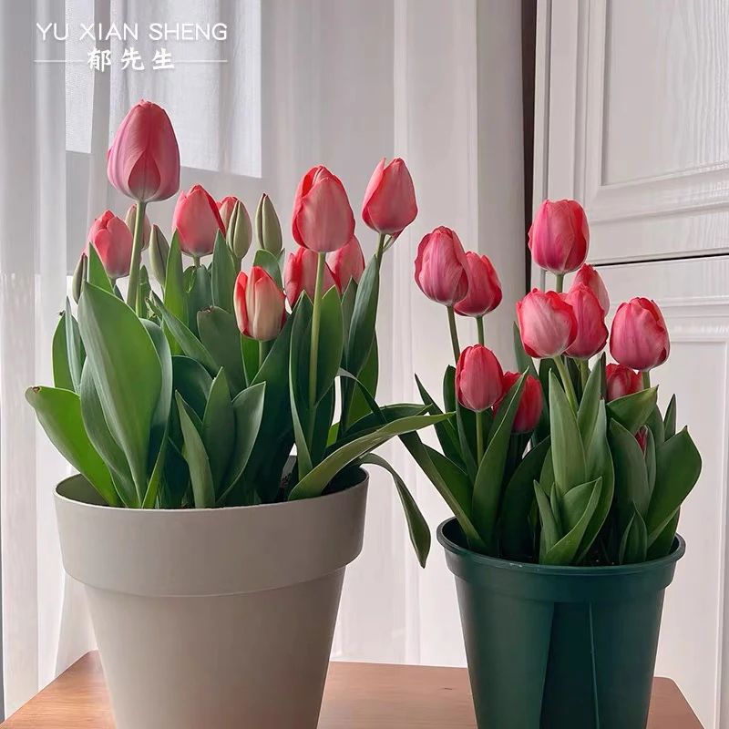 郁金香进口大种球耐寒盆地栽四季土水培种子阳台开花秋冬办公室养