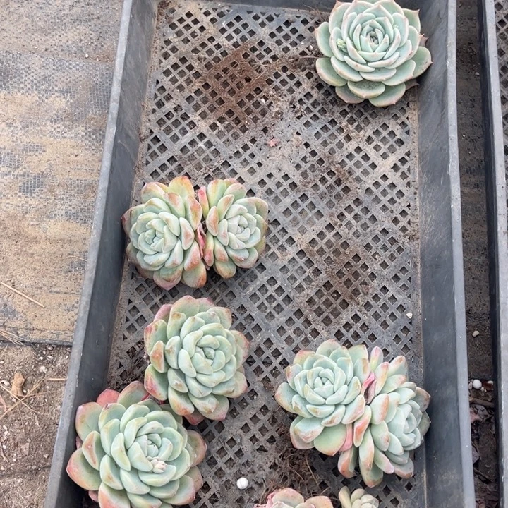 欣***欣冰玉单头3颗双头3颗不包整散