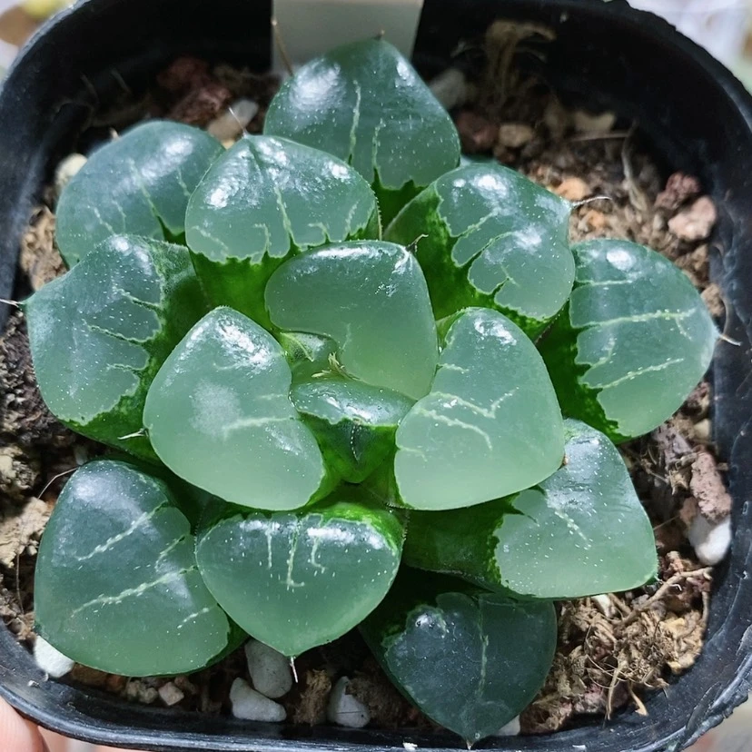 【闪购商品】1姬翠