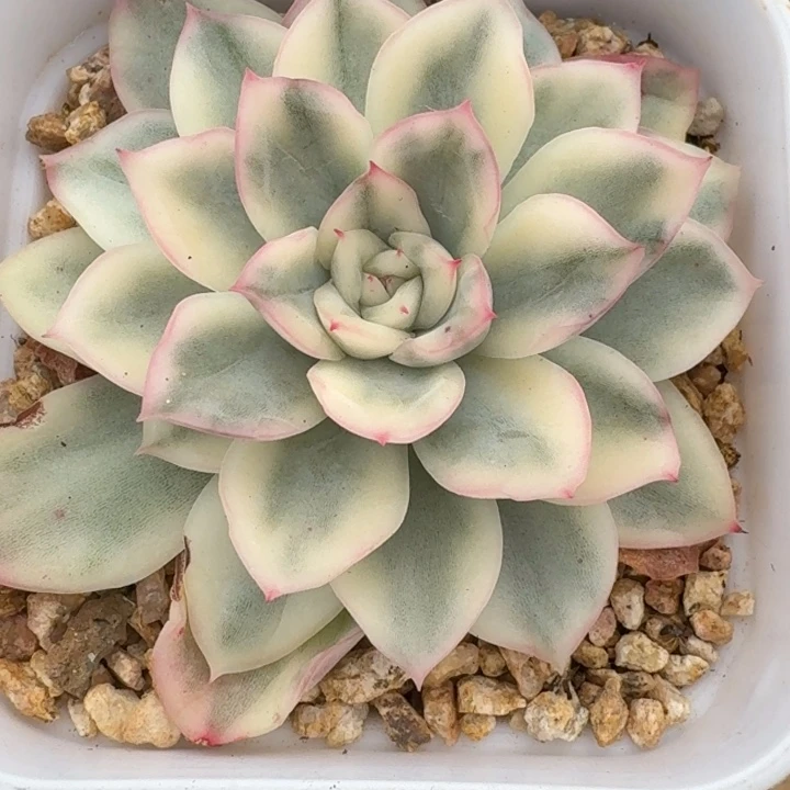 寒苏一物一拍好看