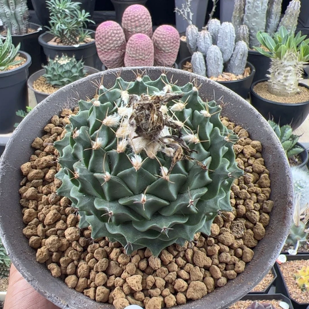 帝冠实生7.5一物一拍默认脱土发